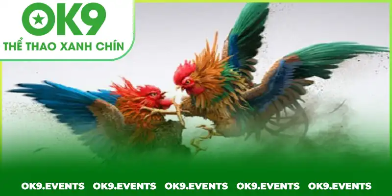 Giới thiệu đôi nét về sảnh chơi đá gà hấp dẫn nhất 2025